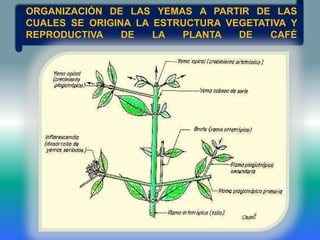 ORGANIZACIÓN DE LAS YEMAS A PARTIR DE LAS
CUALES SE ORIGINA LA ESTRUCTURA VEGETATIVA Y
REPRODUCTIVA    DE   LA  PLANTA   DE   CAFÉ
 