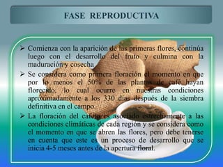 FASE REPRODUCTIVA


 Comienza con la aparición de las primeras flores, continúa
  luego con el desarrollo del fruto y culmina con la
  maduración y cosecha
 Se considera como primera floración el momento en que
  por lo menos el 50% de las plantas de café hayan
  florecido, lo cual ocurre en nuestras condiciones
  aproximadamente a los 330 días después de la siembra
  definitiva en el campo.
 La floración del cafeto es asociado estrechamente a las
  condiciones climáticas de cada región y se considera como
  el momento en que se abren las flores, pero debe tenerse
  en cuenta que este es un proceso de desarrollo que se
  inicia 4-5 meses antes de la apertura floral.
 