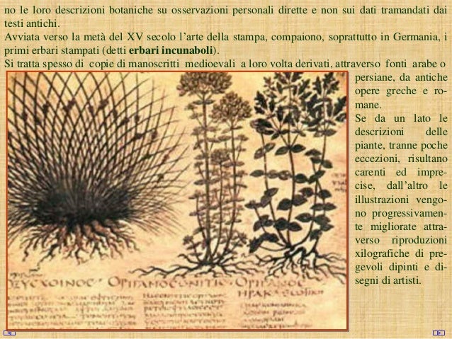 Chi ha accettato una radice di glycyrrhiza a eczema