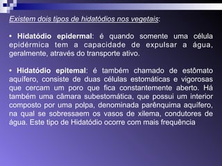 Existem dois tipos de hidatódios nos vegetais: 
• Hidatódio epidermal: é quando somente uma célula 
epidérmica tem a capacidade de expulsar a água, 
geralmente, através do transporte ativo. 
• Hidatódio epitemal: é também chamado de estômato 
aquífero, consiste de duas células estomáticas e vigorosas 
que cercam um poro que fica constantemente aberto. Há 
também uma câmara subestomática, que possui um interior 
composto por uma polpa, denominada parênquima aquífero, 
na qual se sobressaem os vasos de xilema, condutores de 
água. Este tipo de Hidatódio ocorre com mais frequência. 
 