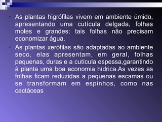 • As plantas higrófilas vivem em ambiente úmido, 
apresentando uma cutícula delgada, folhas 
moles e grandes; tais folhas não precisam 
economizar água. 
• As plantas xerófilas são adaptadas ao ambiente 
seco, elas apresentam, em geral, folhas 
pequenas, duras e a cutícula espessa,garantindo 
à planta uma boa economia hídrica.As vezes as 
folhas ficam reduzidas a pequenas escamas ou 
se transformam em espinhos, como nas 
cactáceas 
 