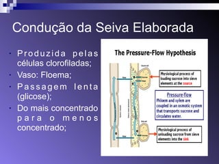 Condução da Seiva Elaborada 
• Pr o d u z i d a p e l a s 
células clorofiladas; 
• Vaso: Floema; 
• Pa s s a g e m l e n t a 
(glicose); 
• Do mais concentrado 
p a r a o m e n o s 
concentrado; 
 