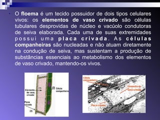 • O floema é um tecido possuidor de dois tipos celulares 
vivos: os elementos de vaso crivado são células 
tubulares desprovidas de núcleo e vacúolo condutoras 
de seiva elaborada. Cada uma de suas extremidades 
p o s s u i u m a p l a c a c r i v a d a . A s c é l u l a s 
companheiras são nucleadas e não atuam diretamente 
na condução de seiva, mas sustentam a produção de 
substâncias essenciais ao metabolismo dos elementos 
de vaso crivado, mantendo-os vivos. 
 