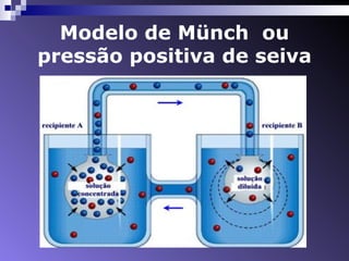 Modelo de Münch ou 
pressão positiva de seiva 
 