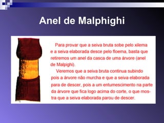 Anel de Malphighi 
 