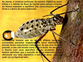 Na planta, a contínua produção de solutos orgânicos pelas 
folhas e o retardo do fluxo de líquido pelas placas crivadas 
do floema impedem o equilíbrio das concentrações entre a 
fonte e o dreno de seiva elaborada. 
Interessante lembrar que os insetos afÍdeos (pulgões), 
conhecidos parasitas sugadores da seiva elaborada de 
plantas foram importantes indicadores de que esta flui sob 
pressão, e não sob tensão como a seiva bruta. Ao atingirem 
o floema com seus aparelhos bucais picadores esses 
insetos permitem que a pressão da seiva elaborada a faça 
atravessar seu tubo digestório e sair pelo ânus, como se 
pode ver na figura ao lado. 
 