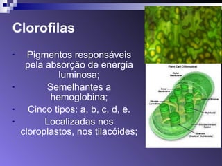 Clorofilas 
• Pigmentos responsáveis 
pela absorção de energia 
luminosa; 
• Semelhantes a 
hemoglobina; 
• Cinco tipos: a, b, c, d, e. 
• Localizadas nos 
cloroplastos, nos tilacóides; 
 