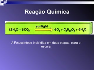 Reação Química 
A Fotossíntese é dividida em duas etapas: clara e 
escura 
 
