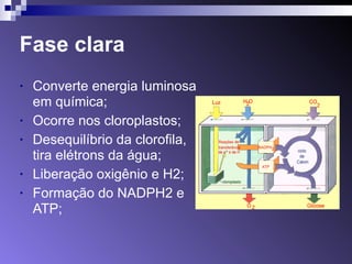 Fase clara 
• Converte energia luminosa 
em química; 
• Ocorre nos cloroplastos; 
• Desequilíbrio da clorofila, 
tira elétrons da água; 
• Liberação oxigênio e H2; 
• Formação do NADPH2 e 
ATP; 
 