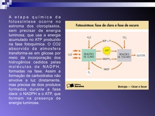 A e t a p a q u í m i c a d a 
fotossíntese ocorre no 
e st r o m a d o s c l o r o pl a s t o s , 
s e m p r e c i s a r d e e n e r g i a 
luminosa, que usa a energia 
acumulado no ATP produzido 
na fase fotoquímica. O CO2 
absorvido da atmosfera 
transforma-se em glicose por 
mei o da inc orp oraçã o do s 
hi d r og ê ni o s c e di d os pe l a s 
m o l é c u l a s d e N A D P H , 
formadas na fase. Assim a 
formação de carboidratos não 
envol ve a luz d ireta mente, 
mas precisa de dois produtos 
f o r m a d o s d u r a n t e a f a s e 
clara: o NADPH e o ATP, que 
f o r m a m n a p r e s e n ç a d e 
energia luminosa. 
 