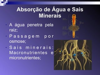 Absorção de Água e Sais 
Minerais 
• A água penetra pela 
raiz; 
• P a s s a g e m p o r 
osmose; 
• S a i s m i n e r a i s : 
Macronutrientes e 
micronutrientes; 
 
