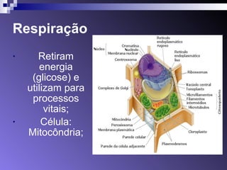 Respiração 
• Retiram 
energia 
(glicose) e 
utilizam para 
processos 
vitais; 
• Célula: 
Mitocôndria; 
 