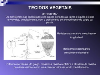 TECIDOS VEGETAIS 
MERISTEMAS 
Os meristemas são encontrados nos ápices de todas as raízes e caules e estão 
envolvidos, principalmente, com o crescimento em comprimento do corpo da 
planta. 
Meristemas primários crescimento 
longitudinal 
Meristemas secundários 
crescimento diametral 
O termo meristema (do grego: merismos, divisão) enfatiza a atividade de divisão 
da célula (mitose) como uma característica do tecido meristemático 
 