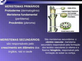 MERISTEMAS PRIMÁRIOS 
Protoderme (dermatogênio) 
Meristema fundamental 
(periblema) 
Procâmbio (pleroma) 
MERISTEMAS SECUNDÁRIOS: 
são responsáveis pelo 
crescimento em diâmetro dos 
órgãos, raiz e caule 
São meristemas secundários: o 
câmbio vascular, meristema 
secundário responsável pela formação 
dos tecidos vasculares (o xilema e o 
floema) felogênio, responsável pela 
formação do súber ou cortiça. 
 