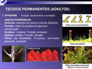 TECIDOS PERMANENTES (ADULTOS) 
1- EPIDERME 
Função: revestimento e proteção 
ANEXOS EPIDÉRMICOS 
Cutícula: depósito de ceras e cutinas (lipídios). 
Função: reduz as perdas de água por 
transpiração 
Acúleos: roseiras. Função: proteção 
Papilas: pétalas. Função: atração 
Pêlos ou tricomas. Funções: secreção, 
absorção, proteção 
 