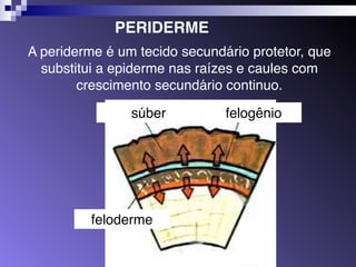 PERIDERME 
A periderme é um tecido secundário protetor, que 
substitui a epiderme nas raízes e caules com 
crescimento secundário continuo. 
súber felogênio 
feloderme 
 