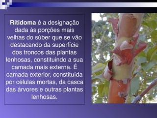 Ritidoma é a designação 
dada às porções mais 
velhas do súber que se vão 
destacando da superfície 
dos troncos das plantas 
lenhosas, constituindo a sua 
camada mais externa. É 
camada exterior, constituída 
por células mortas, da casca 
das árvores e outras plantas 
lenhosas. 
 