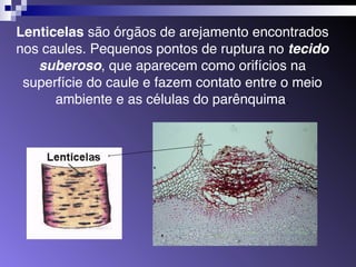 Lenticelas são órgãos de arejamento encontrados 
nos caules. Pequenos pontos de ruptura no tecido 
suberoso, que aparecem como orifícios na 
superfície do caule e fazem contato entre o meio 
ambiente e as células do parênquima. 
 