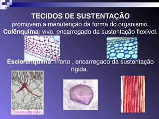 TECIDOS DE SUSTENTAÇÃO 
promovem a manutenção da forma do organismo. 
Colênquima: vivo, encarregado da sustentação flexível. 
Esclerênquima: morto , encarregado da sustentação 
rígida. 
 