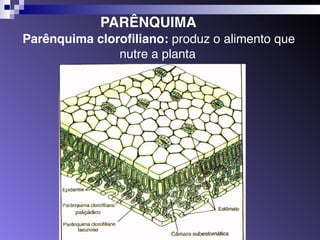 PARÊNQUIMA 
Parênquima clorofiliano: produz o alimento que 
nutre a planta. 
 