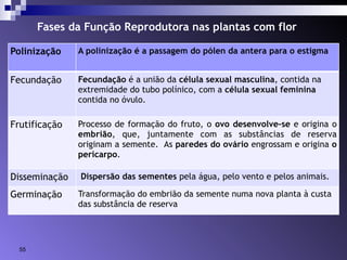Fases da Função Reprodutora nas plantas com flor 
Polinização A polinização é a passagem do pólen da antera para o estigma 
Fecundação Fecundação é a união da célula sexual masculina, contida na 
55 
extremidade do tubo polínico, com a célula sexual feminina 
contida no óvulo. 
Frutificação Processo de formação do fruto, o ovo desenvolve–se e origina o 
embrião, que, juntamente com as substâncias de reserva 
originam a semente. As paredes do ovário engrossam e origina o 
pericarpo. 
Disseminação Dispersão das sementes pela água, pelo vento e pelos animais. 
Germinação Transformação do embrião da semente numa nova planta à custa 
das substância de reserva 
 