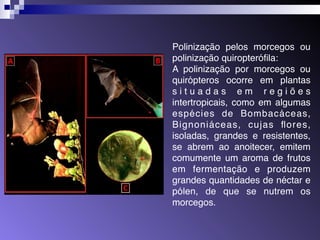 Polinização pelos morcegos ou 
polinização quiropterófila: 
A polinização por morcegos ou 
quirópteros ocorre em plantas 
s i t u a d a s e m r e g i õ e s 
intertropicais, como em algumas 
espécies de Bombacáceas, 
Bignoniáceas, cujas flores, 
isoladas, grandes e resistentes, 
se abrem ao anoitecer, emitem 
comumente um aroma de frutos 
em fermentação e produzem 
grandes quantidades de néctar e 
pólen, de que se nutrem os 
morcegos. 
 