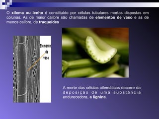 O xilema ou lenho é constituído por células tubulares mortas dispostas em 
colunas. As de maior calibre são chamadas de elementos de vaso e as de 
menos calibre, de traqueídes. 
A morte das células xilemáticas decorre da 
d e p o s i ç ã o d e u m a s u b s t â n c i a 
endurecedora, a lignina. 
 