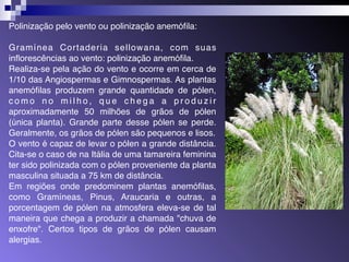 Polinização pelo vento ou polinização anemófila: 
Gramínea Cor tader ia sel lowana, com suas 
inflorescências ao vento: polinização anemófila. 
Realiza-se pela ação do vento e ocorre em cerca de 
1/10 das Angiospermas e Gimnospermas. As plantas 
anemófilas produzem grande quantidade de pólen, 
c omo n o mi l h o , q u e c h e g a a p r o d u z i r 
aproximadamente 50 milhões de grãos de pólen 
(única planta). Grande parte desse pólen se perde. 
Geralmente, os grãos de pólen são pequenos e lisos. 
O vento é capaz de levar o pólen a grande distância. 
Cita-se o caso de na Itália de uma tamareira feminina 
ter sido polinizada com o pólen proveniente da planta 
masculina situada a 75 km de distância. 
Em regiões onde predominem plantas anemófilas, 
como Gramíneas, Pinus, Araucaria e outras, a 
porcentagem de pólen na atmosfera eleva-se de tal 
maneira que chega a produzir a chamada "chuva de 
enxofre". Certos tipos de grãos de pólen causam 
alergias. 
 