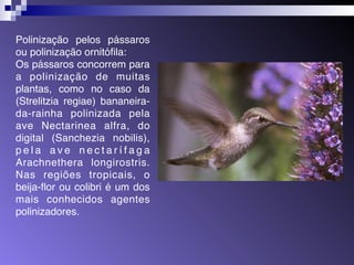 Polinização pelos pássaros 
ou polinização ornitófila: 
Os pássaros concorrem para 
a polinização de muitas 
plantas, como no caso da 
(Strelitzia regiae) bananeira-da- 
rainha polinizada pela 
ave Nectarinea alfra, do 
digital (Sanchezia nobilis), 
p e l a a v e n e c t a r í f a g a 
Arachnethera longirostris. 
Nas regiões tropicais, o 
beija-flor ou colibri é um dos 
mais conhecidos agentes 
polinizadores. 
 