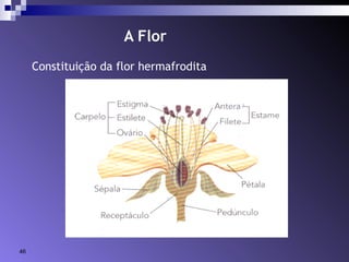 A Flor 
Constituição da flor hermafrodita 
46 
 