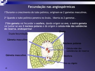 Fecundação nas angiospérmicas 
1ºDurante o crescimento do tubo polínico, originam-se 2 gametas masculinos. 
2º Quando o tubo polínico penetra no óvulo, liberta os 2 gametas . 
3ºUm gameta vai fecundar a oosfera, dando origem ao ovo, o outro gameta 
vai juntar-se aos 2 núcleos polares e dá origem á celula-mãe das subtâncias 
de reserva. endosperma! 
Núcleos polares 
Oosfera 
Gâmeta masculino 
Gâmeta masculino 
Célula-mãe das 
substâncias de reserva 
Ovo ou zigoto 
Dupla fecundação 
Óvulo 
48 
 