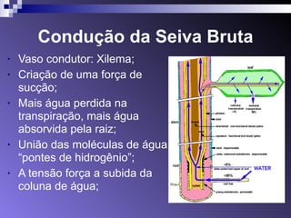 Condução da Seiva Bruta 
• Vaso condutor: Xilema; 
• Criação de uma força de 
sucção; 
• Mais água perdida na 
transpiração, mais água 
absorvida pela raiz; 
• União das moléculas de água 
“pontes de hidrogênio”; 
• A tensão força a subida da 
coluna de água; 
 
