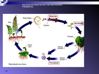 Reprodução das Plantas sem flor e com vasos vasculares. 
PTDERIDÓFITAS. 
56 
 