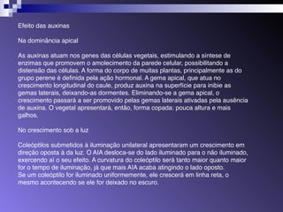 Efeito das auxinas 
Na dominância apical 
As auxinas atuam nos genes das células vegetais, estimulando a síntese de 
enzimas que promovem o amolecimento da parede celular, possibilitando a 
distensão das células. A forma do corpo de muitas plantas, principalmente as do 
grupo perene é definida pela ação hormonal. A gema apical, que atua no 
crescimento longitudinal do caule, produz auxina na superfície para inibie as 
gemas laterais, deixando-as dormentes. Eliminando-se a gema apical, o 
crescimento passará a ser promovido pelas gemas laterais ativadas pela ausência 
de auxina. O vegetal apresentará, então, forma copada: pouca altura e mais 
galhos. 
No crescimento sob a luz 
Coleóptilos submetidos à iluminação unilateral apresentaram um crescimento em 
direção oposta à da luz. O AIA desloca-se do lado iluminado para o não iluminado, 
exercendo aí o seu efeito. A curvatura do coleóptilo será tanto maior quanto maior 
for o tempo de iluminação, já que mais AIA acaba atingindo o lado oposto. 
Se um coleóptilo for iluminado uniformemente, ele crescerá em linha reta, o 
mesmo acontecendo se ele for deixado no escuro. 
 