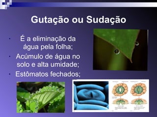 Gutação ou Sudação 
• É a eliminação da 
água pela folha; 
• Acúmulo de água no 
solo e alta umidade; 
• Estômatos fechados; 
 