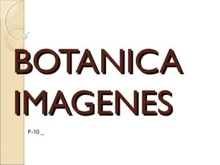 BOTANICABOTANICA
IMAGENESIMAGENES
F-10 _
 