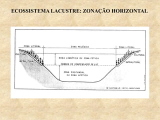ECOSSISTEMA LACUSTRE: ZONAÇÃO HORIZONTAL
 