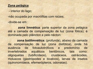 Zona pelágica
- interior do lago;
-não ocupada por macrófitas com raízes;
-divide-se em :
zona limnética: parte superior da zona pelágica
até a camada de compensação de luz (zona fótica); é
dominada pelo plâncton e pelo nécton:
zona batilimnética: (profunda), abaixo da camada
de compensação de luz (zona disfótica), onde há
ausência de fotoautotróficos e predomínio de
invertebrados aquáticos bentônicos, tais como:
oligoquetas (tubificídeos), crustáceos, ostrácodes,
moluscos (gastrópodes e bivalvos), larvas de insetos
(quironomídeos, efemerópteros, odonatas).
 