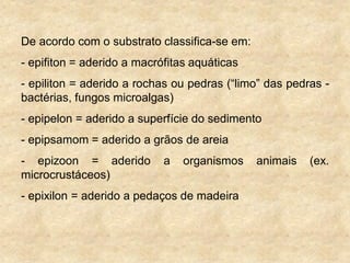 De acordo com o substrato classifica-se em:
- epifiton = aderido a macrófitas aquáticas
- epiliton = aderido a rochas ou pedras (“limo” das pedras -
bactérias, fungos microalgas)
- epipelon = aderido a superfície do sedimento
- epipsamom = aderido a grãos de areia
- epizoon = aderido a organismos animais (ex.
microcrustáceos)
- epixilon = aderido a pedaços de madeira
 