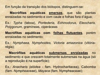 Em função da transição dos biótopos, distinguem-se:
Macrófitas aquáticas emersas, que são plantas
enraizadas no sedimento e com caule e folhas fora d‟água;
Ex.: Typha (taboa), Pontederia, Echinodorus, Eleocharis,
Polygonum, gramíneas, ciperáceas
Macrófitas aquáticas com folhas flutuantes, porém
enraizadas no sedimento;
Ex.: Nymphaea, Nymphoides, Victoria amazonica (vitória-
régia);
Macrófitas aquáticas submersas enraizadas no
sedimento e que crescem totalmente submersas na água (só
a reprodução é na superfície);
Ex.: Anacharis (elódea - fam. Hydrocharitacea), Cabomba
(fam. Nympheaceae), Mayaca (fam. Nympheaceae);
 