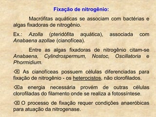 Fixação de nitrogênio:
Macrófitas aquáticas se associam com bactérias e
algas fixadoras de nitrogênio.
Ex.: Azolla (pteridófita aquática), associada com
Anabaena azollae (cianofícea).
Entre as algas fixadoras de nitrogênio citam-se
Anabaena, Cylindrospermum, Nostoc, Oscillatoria e
Phormidium.
 As cianofíceas possuem células diferenciadas para
fixação de nitrogênio - os heterocistos, não clorofilados.
a energia necessária provém de outras células
clorofiladas do filamento onde se realiza a fotossíntese.
 O processo de fixação requer condições anaeróbicas
para atuação da nitrogenase.
 