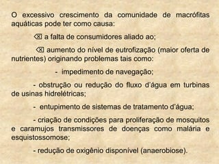 O excessivo crescimento da comunidade de macrófitas
aquáticas pode ter como causa:
 a falta de consumidores aliado ao;
 aumento do nível de eutrofização (maior oferta de
nutrientes) originando problemas tais como:
- impedimento de navegação;
- obstrução ou redução do fluxo d‟água em turbinas
de usinas hidrelétricas;
- entupimento de sistemas de tratamento d‟água;
- criação de condições para proliferação de mosquitos
e caramujos transmissores de doenças como malária e
esquistossomose;
- redução de oxigênio disponível (anaerobiose).
 