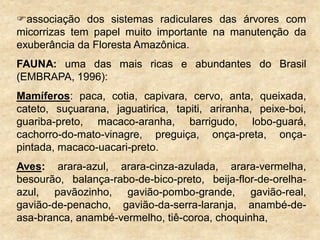 associação dos sistemas radiculares das árvores com
micorrizas tem papel muito importante na manutenção da
exuberância da Floresta Amazônica.
FAUNA: uma das mais ricas e abundantes do Brasil
(EMBRAPA, 1996):
Mamíferos: paca, cotia, capivara, cervo, anta, queixada,
cateto, suçuarana, jaguatirica, tapiti, ariranha, peixe-boi,
guariba-preto, macaco-aranha, barrigudo, lobo-guará,
cachorro-do-mato-vinagre, preguiça, onça-preta, onça-
pintada, macaco-uacari-preto.
Aves: arara-azul, arara-cinza-azulada, arara-vermelha,
besourão, balança-rabo-de-bico-preto, beija-flor-de-orelha-
azul, pavãozinho, gavião-pombo-grande, gavião-real,
gavião-de-penacho, gavião-da-serra-laranja, anambé-de-
asa-branca, anambé-vermelho, tiê-coroa, choquinha,
 