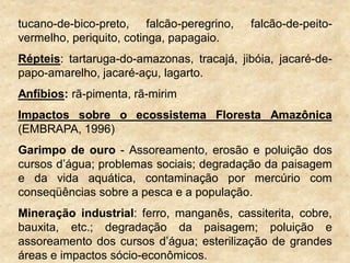 tucano-de-bico-preto, falcão-peregrino, falcão-de-peito-
vermelho, periquito, cotinga, papagaio.
Répteis: tartaruga-do-amazonas, tracajá, jibóia, jacaré-de-
papo-amarelho, jacaré-açu, lagarto.
Anfíbios: rã-pimenta, rã-mirim
Impactos sobre o ecossistema Floresta Amazônica
(EMBRAPA, 1996)
Garimpo de ouro - Assoreamento, erosão e poluição dos
cursos d‟água; problemas sociais; degradação da paisagem
e da vida aquática, contaminação por mercúrio com
conseqüências sobre a pesca e a população.
Mineração industrial: ferro, manganês, cassiterita, cobre,
bauxita, etc.; degradação da paisagem; poluição e
assoreamento dos cursos d‟água; esterilização de grandes
áreas e impactos sócio-econômicos.
 