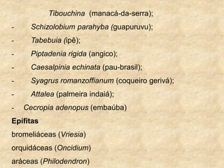 Tibouchina (manacá-da-serra);
- Schizolobium parahyba (guapuruvu);
- Tabebuia (ipê);
- Piptadenia rigida (angico);
- Caesalpinia echinata (pau-brasil);
- Syagrus romanzoffianum (coqueiro gerivá);
- Attalea (palmeira indaiá);
- Cecropia adenopus (embaúba)
Epífitas
bromeliáceas (Vriesia)
orquidáceas (Oncidium)
aráceas (Philodendron)
 