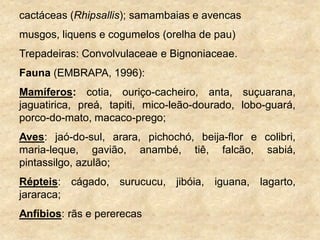 cactáceas (Rhipsallis); samambaias e avencas
musgos, liquens e cogumelos (orelha de pau)
Trepadeiras: Convolvulaceae e Bignoniaceae.
Fauna (EMBRAPA, 1996):
Mamíferos: cotia, ouriço-cacheiro, anta, suçuarana,
jaguatirica, preá, tapiti, mico-leão-dourado, lobo-guará,
porco-do-mato, macaco-prego;
Aves: jaó-do-sul, arara, pichochó, beija-flor e colibri,
maria-leque, gavião, anambé, tiê, falcão, sabiá,
pintassilgo, azulão;
Répteis: cágado, surucucu, jibóia, iguana, lagarto,
jararaca;
Anfíbios: rãs e pererecas
 