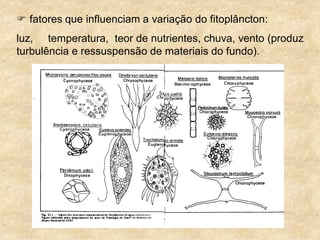  fatores que influenciam a variação do fitoplâncton:
luz, temperatura, teor de nutrientes, chuva, vento (produz
turbulência e ressuspensão de materiais do fundo).
 