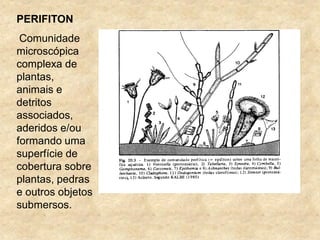 PERIFITON
Comunidade
microscópica
complexa de
plantas,
animais e
detritos
associados,
aderidos e/ou
formando uma
superfície de
cobertura sobre
plantas, pedras
e outros objetos
submersos.
 