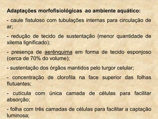 Adaptações morfofisiológicas ao ambiente aquático:
- caule fistuloso com tubulações internas para circulação de
ar;
- redução de tecido de sustentação (menor quantidade de
xilema lignificado);
- presença de aerênquima em forma de tecido esponjoso
(cerca de 70% do volume);
- sustentação dos órgãos mantidos pelo turgor celular;
- concentração de clorofila na face superior das folhas
flutuantes;
- cutícula com única camada de células para facilitar
absorção;
- folha com três camadas de células para facilitar a captação
luminosa;
 
