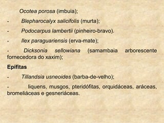 Ocotea porosa (imbuia);
- Blepharocalyx salicifolis (murta);
- Podocarpus lambertii (pinheiro-bravo).
- Ilex paraguariensis (erva-mate);
- Dicksonia sellowiana (samambaia arborescente
fornecedora do xaxim);
Epífitas
- Tillandsia usneoides (barba-de-velho);
- liquens, musgos, pteridófitas, orquidáceas, aráceas,
bromeliáceas e gesneriáceas.
 